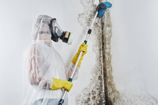 Best HVAC Mold Remediation in Childress, TX