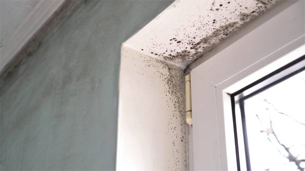Best Crawl Space Mold Remediation in Childress, TX