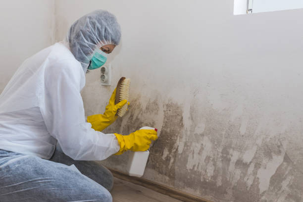 Best Residential Mold Remediation in Childress, TX