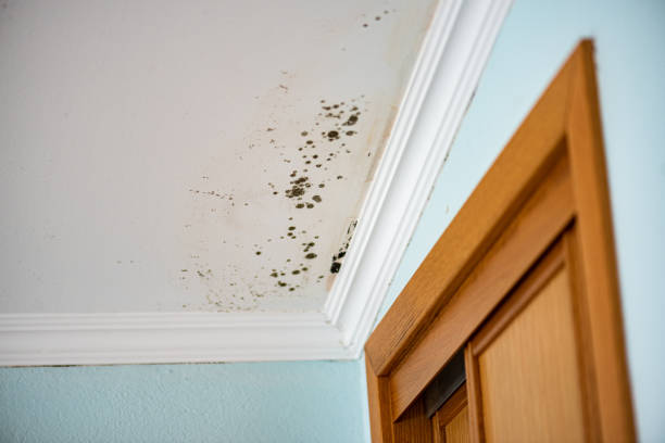 Best Bathroom Mold Remediation in Childress, TX