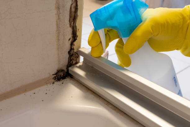 Best Kitchen Mold Remediation in Childress, TX