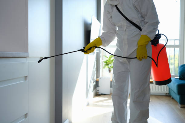 Best Attic Mold Remediation in Childress, TX