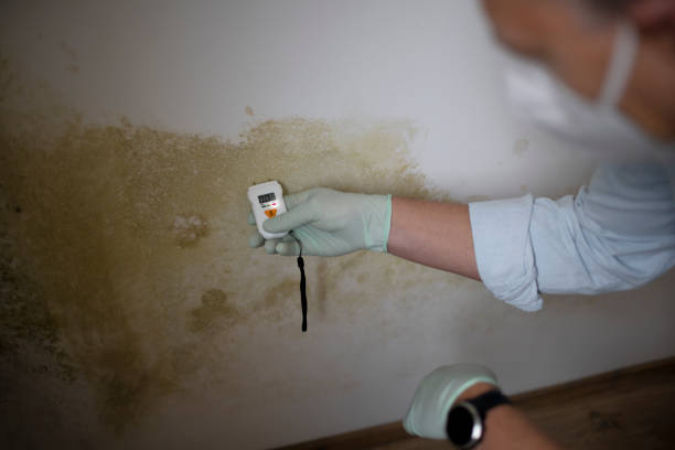 Trusted Childress, TX Mold Remediation Experts